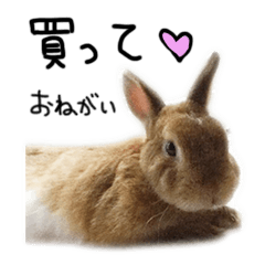 cute rabbit stickers (pic)