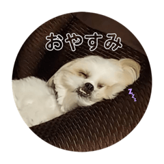 Ponzu_20220127201258