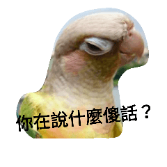 funny parrot's daily