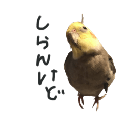 Cockatiel_Goma-chan Sticker