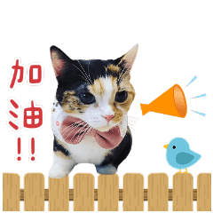 大眼娜娜與短腿米栗の日常-三喵