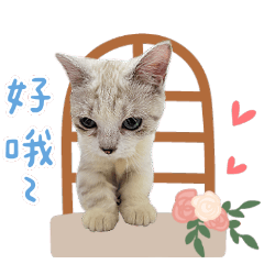 大眼娜娜與短腿米栗の日常-小天使米亞