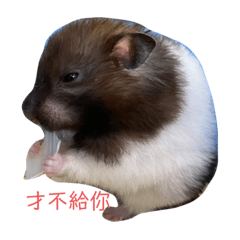 黑糖家族