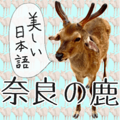 #039 奈良の鹿2 美しい日本語