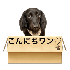 jack_20220128171130