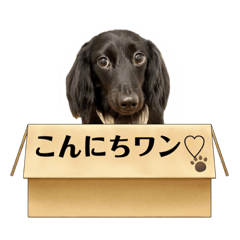 jack_20220128220633