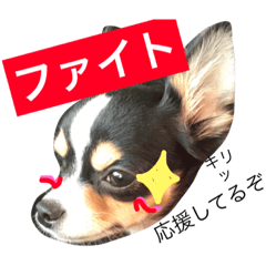 Healing dog Chihuahua Sticker