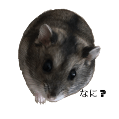 azukichan,