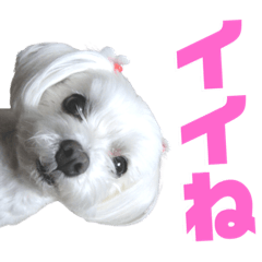 Hana_20220128235055
