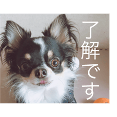 iam gomataro