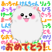 cute white Pomeranian 7 congratulations