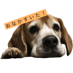 Feeling of beagle