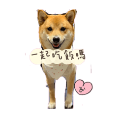 Hana 柴柴日常生活