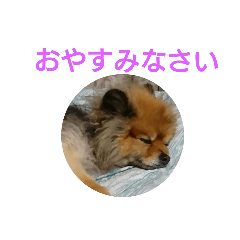 Family@dog