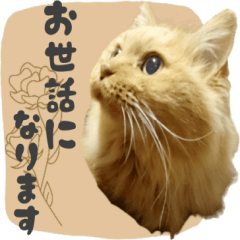 Longhair Cat Cute Photo sticker.4
