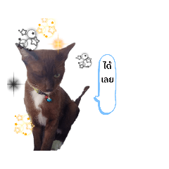 cat studio_20220128181254