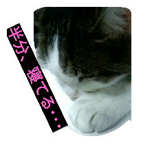 かわいい日本のネコたちの日常