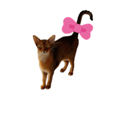 Charming Toyger_20220130075400
