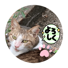 シロちゃん金沢