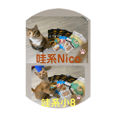 nico與小8