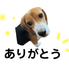 Dear Beagles