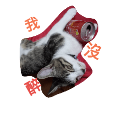 雙貓日誌 愛麗絲&阿財