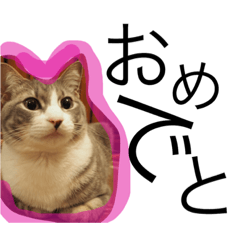 Cats Koro&Sawa