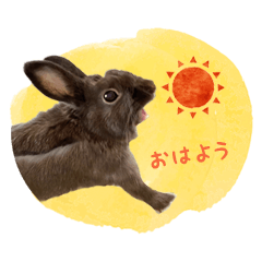 rabbit uni and kinako