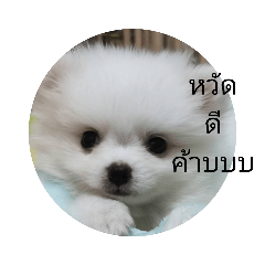 dew_20220129161241 – LINE stickers | LINE STORE