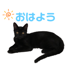 BLACK cat Osaka