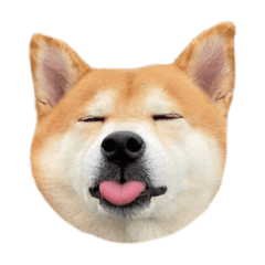 胖柴小八