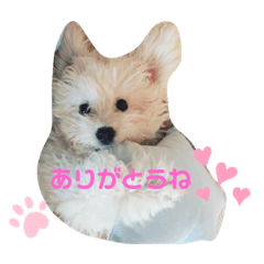 hana_20220130002748