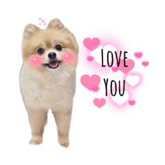 Ari Family Happy dog and cat