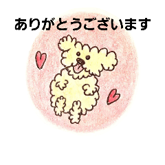 Toy poodle Pero-chan