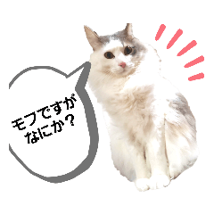 miki_20220130213630