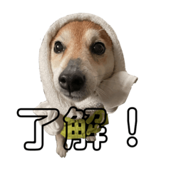 shibainunana