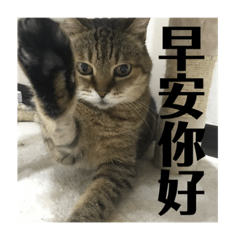 厭世小琥（超級實用篇）