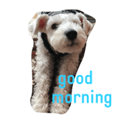White  Schnauzer