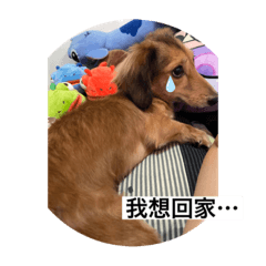 胖武日記3