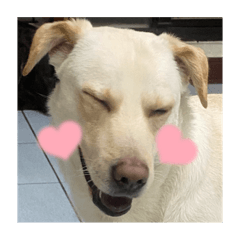 小胖胖之肥嘟嘟小皮