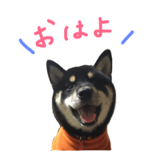 goma_shiba