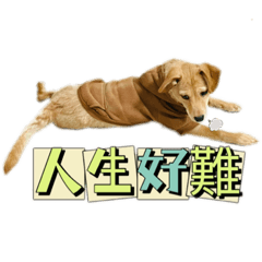 抖皮當家