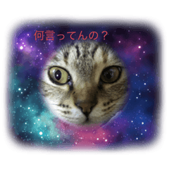 catstamp I'll give you