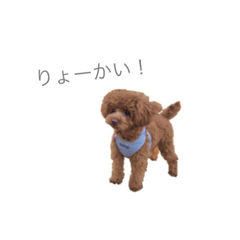 koharu toypoodle stamp