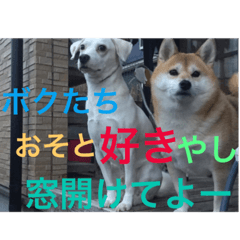 Shiba Inu and Miscellaneous Dog-17