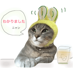 GURI of a cat was born in Shinshu No.2