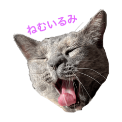 tortoiseshell cat illumi