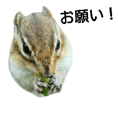 chipmunk (photo with Japanese)