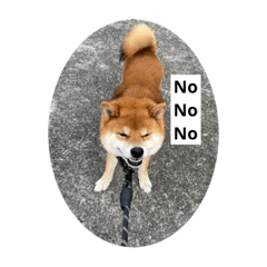 Shiba Inu Mochi Naughty Life