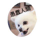 animal-expression
